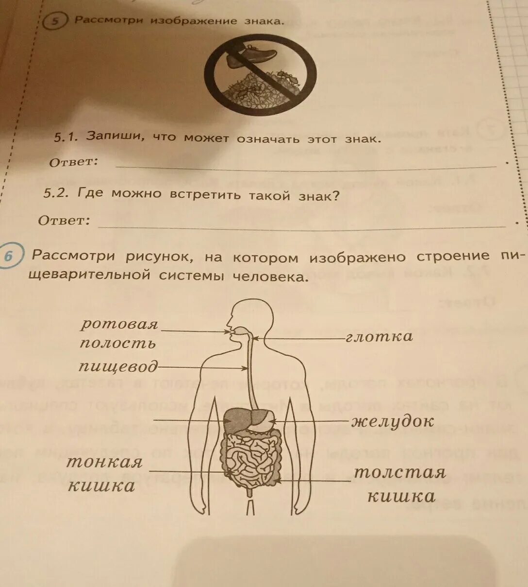 Органы человека ВПР 4 класс. Рассмотри изображение. Одна из систем органов человека. Одна из систем органов человека ВПР 4 класс. Анатомия человека впр