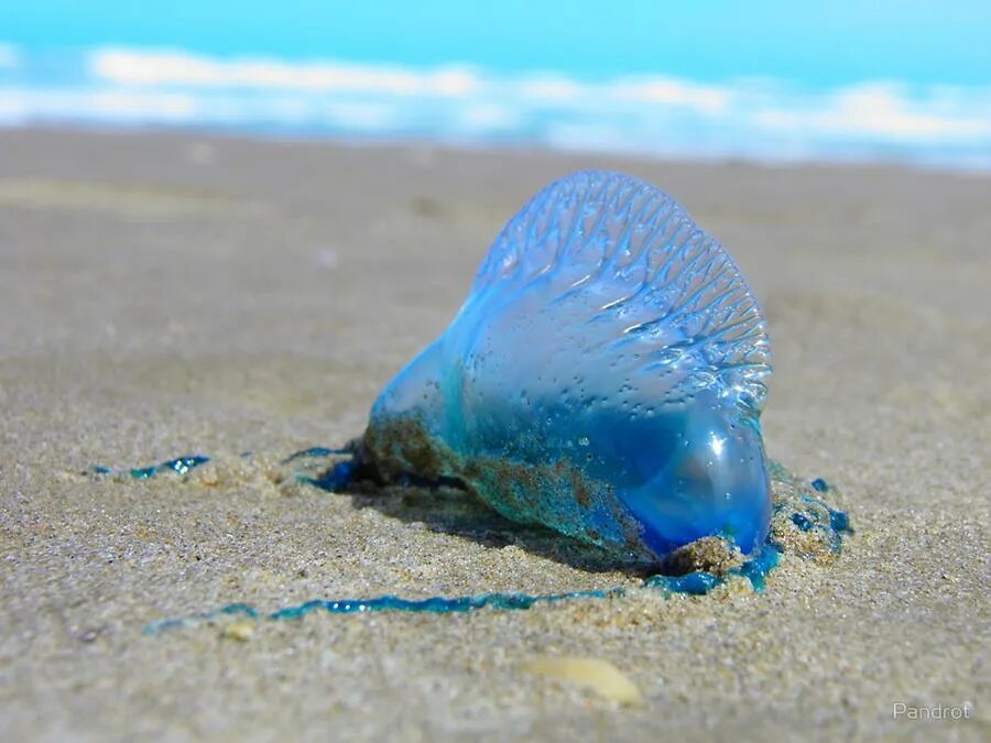 Физалия португальский кораблик. Испанский кораблик. Португальский парусник медуза. Физалия медуза. Португальский кораблик медуза.