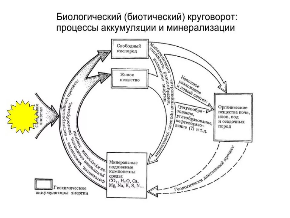 Малые круговороты. Биологический круговорот. Биотический круговорот веществ схема. Схема биологического круговорота веществ. Малый биологический круговорот веществ. Биологический круговорот живых организмов