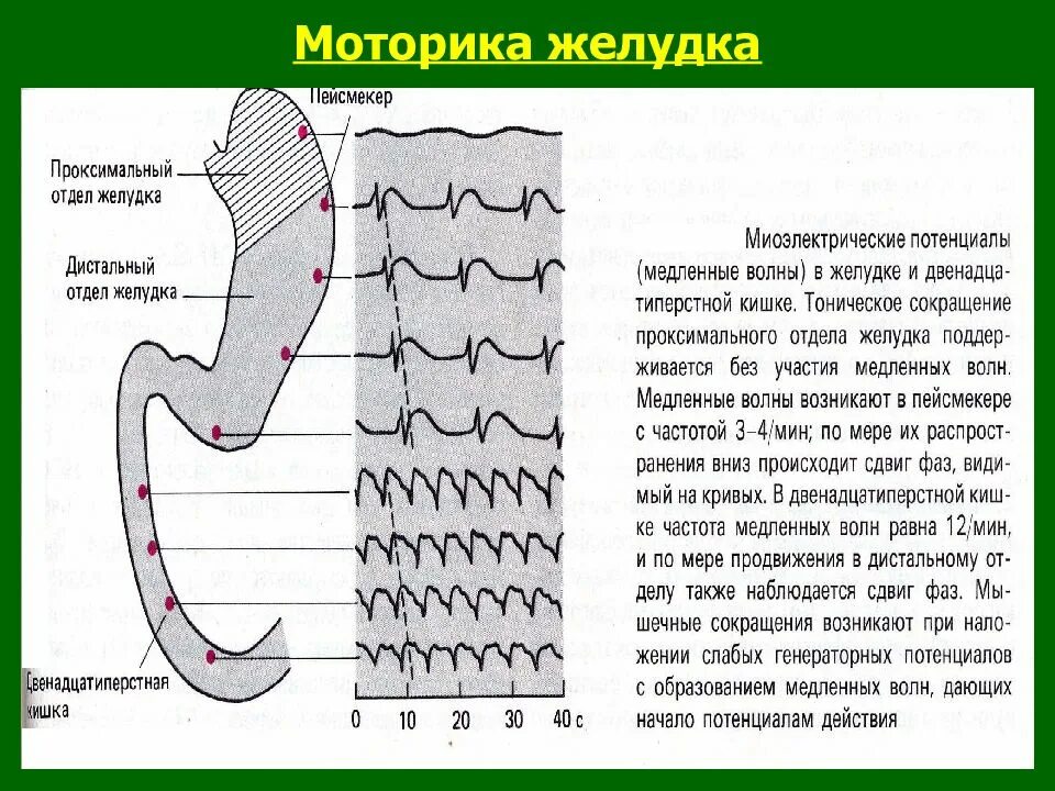 Моторика желудка и кишечника. Перистальтика желудка. Моторика желудка. Моторика желудка кишечного тракта. Моторная функция ЖКТ.