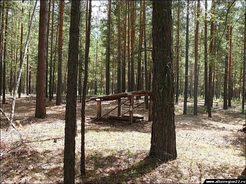 Погода бор форпост волчихинский алтайский край. Заказник Волчихинский район.. Озеро Бычье Волчихинский район Алтайский край. Озеро золотое Волчихинский район Алтайский. Волчихинский заказник Алтайского края.