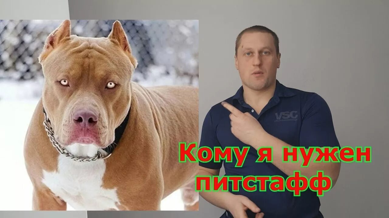 Сбежать от питбуля и булочки читать полностью. Стафф и питбуль разница. питбуль стафф отличия. питбуль и амстафф разница. внешние отличия питбуля от стаффа.