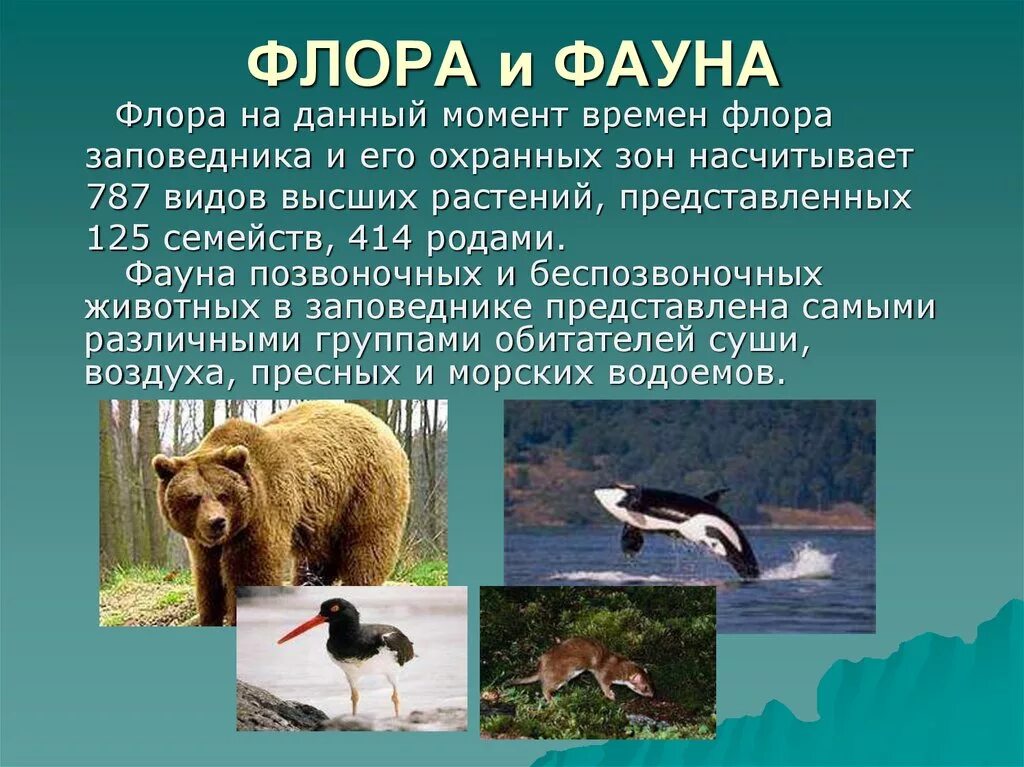 Сообщение на тему фауна. Животный мир тайги доклад. Животные обитающие в австралии. Представители флоры и фауны австралии. Характеристика флоры и фауны.