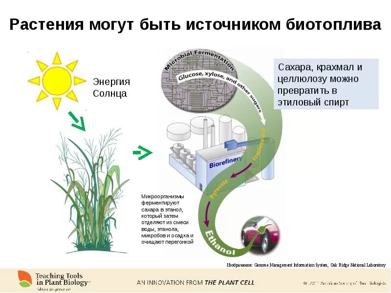 Для чего можно использовать растения. Энергия растений. Солнечную энергию растения используют для. Солнечная энергия для растений. Растения способны.