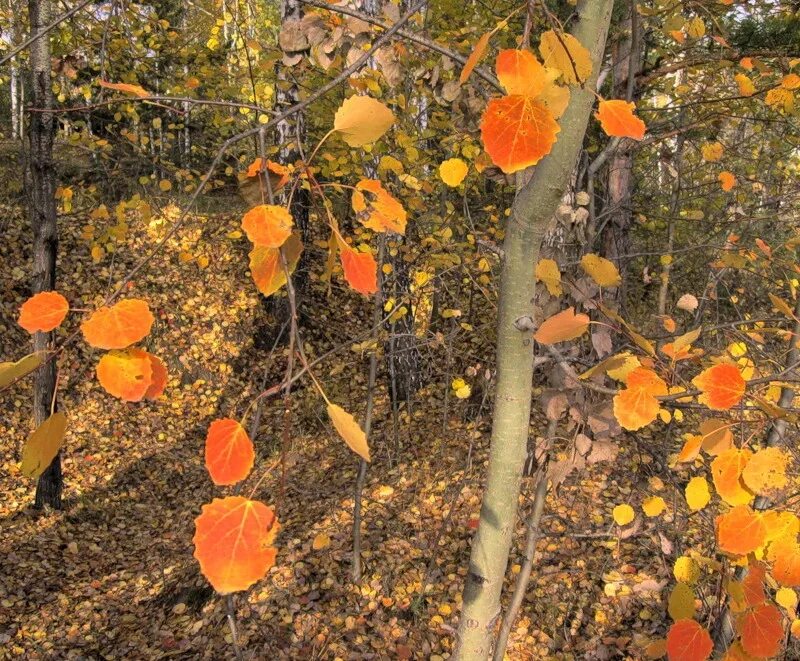 Осина. Листья осины осенью. Осина обыкновенная дерево осенью. Осина осенью. Осинка листья осенью