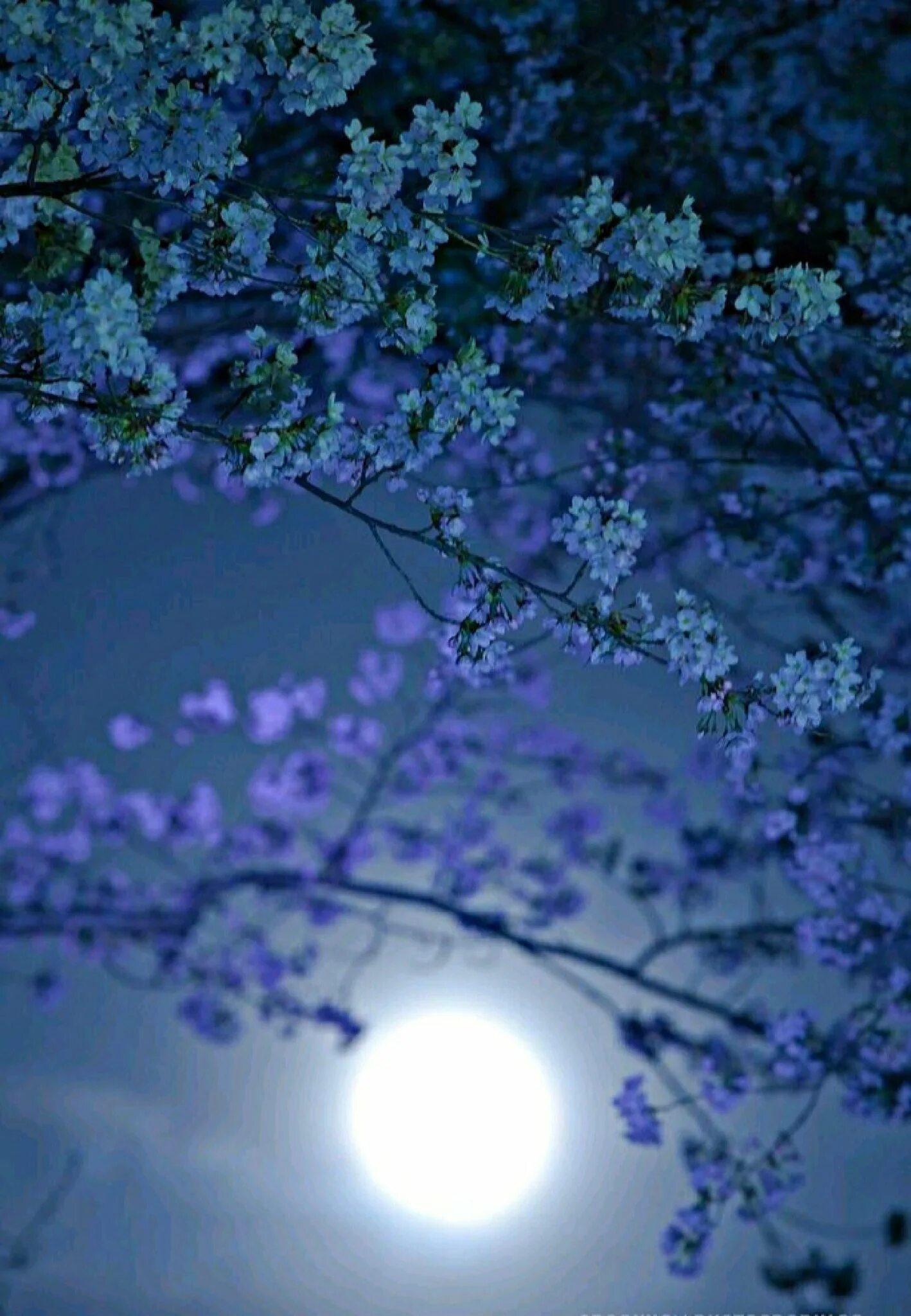 Весенняя ночь. Красивая Весенняя ночь. Ночь Весна. Ночь весной.
