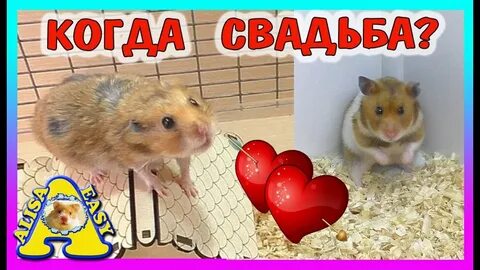 Алиса дай мне хомяка