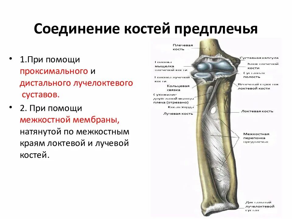 Кости предплечья соединение. Лучелоктевой сустав анатомия. Дистальный лучелоктевой сустав. Проксимальный лучелоктевой сустав. Дистальный лучелоктевой сустав подвывих.