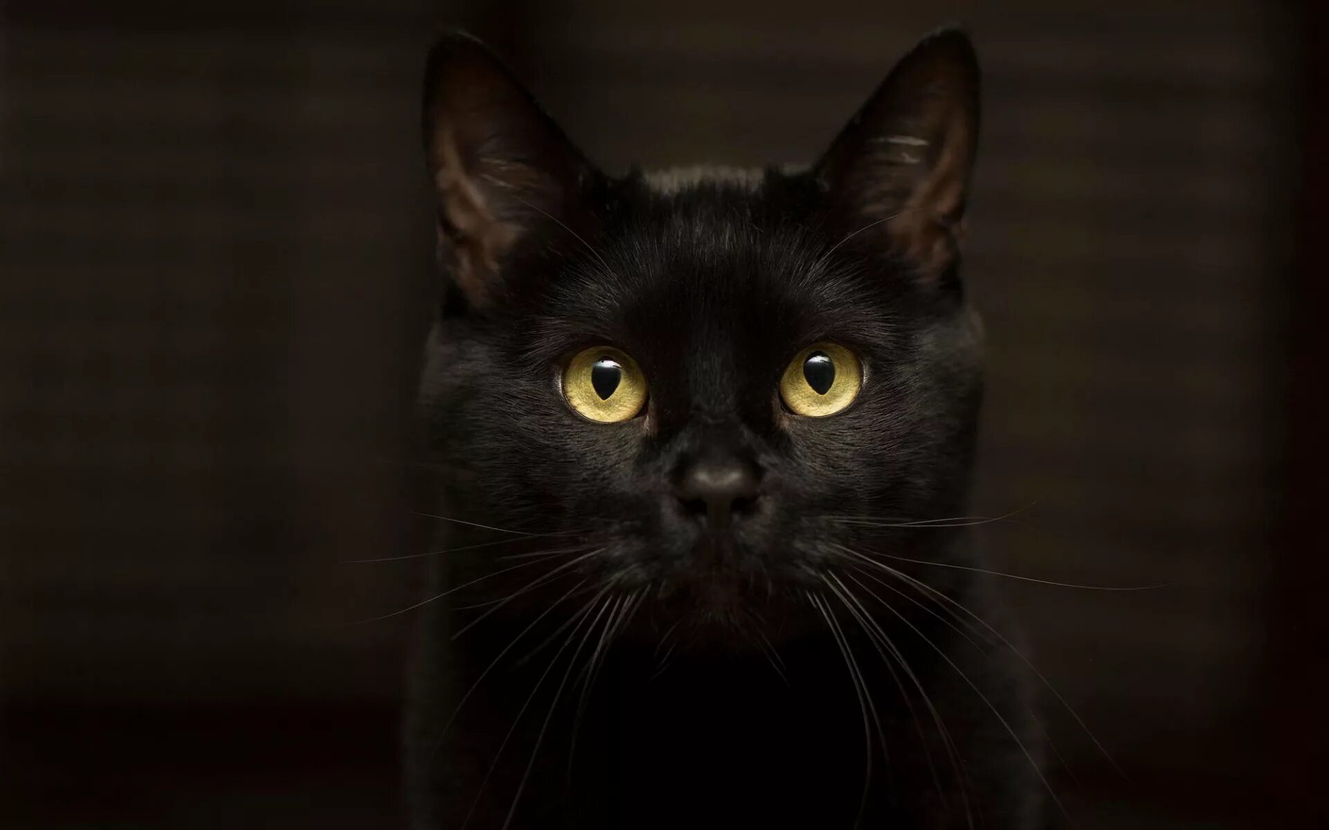 Бомбейская кошка. Бомбейская кошка злая. Британская Бомбейская кошка. Черный кот британец с желтыми глазами. Черные кошки 10