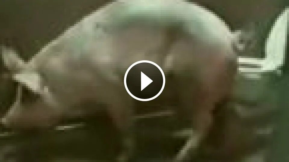 Видео свиньи как есть
