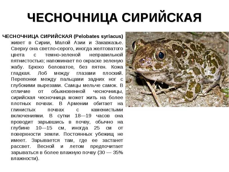 Чесночница отряд земноводных. Обыкновенная чесночница (pelobates fuscus). сирийская чесночница красная книга. сирийская чесночница (pelobates syriacus). сирийская чесночница описание.