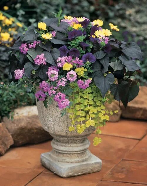 Цветы в вазонах на даче фото Pin on Green Thumb Container gardening, Garden containers, Container flowers