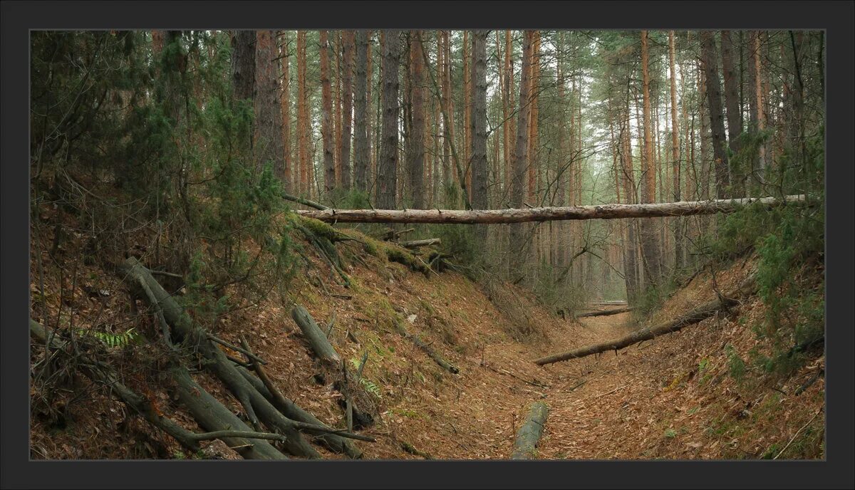 утро в сосновом лесу. операция связанная с утро в сосновом лесу. иван шишкин утро в сосновом бору. шишкин и савицкий утро в сосновом лесу. иван шишкин утро в сосновом бору описание картины.