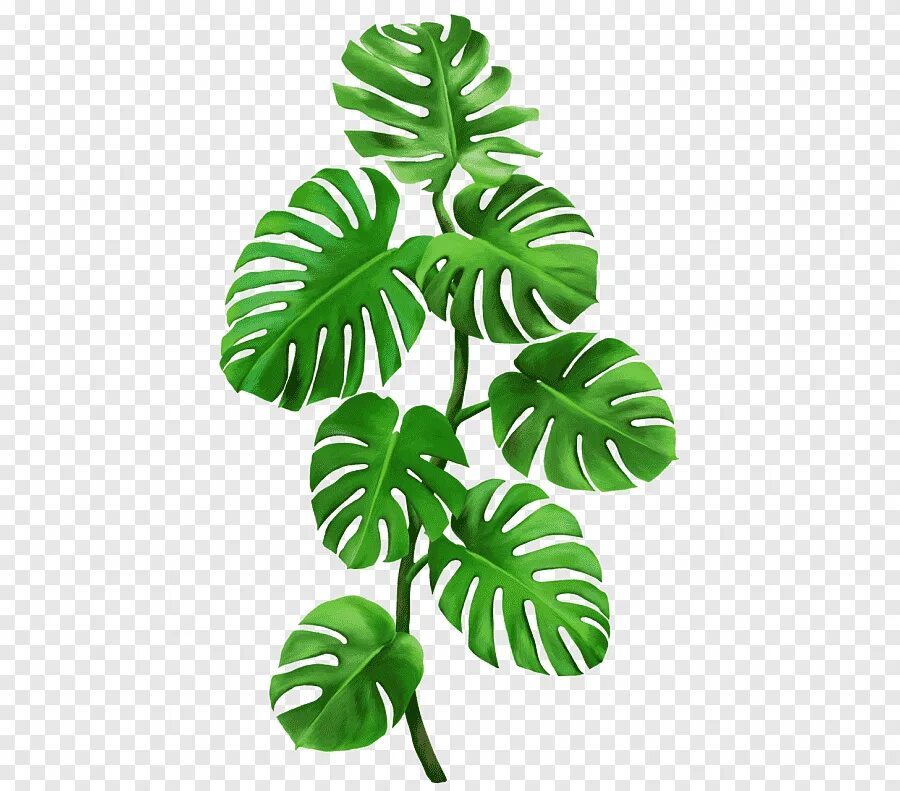 Монстера край листа. Тропические куст Monstera. Monstera Leaf контур. Монстера Делициоза фон. Монстера Делициоза Gyu.