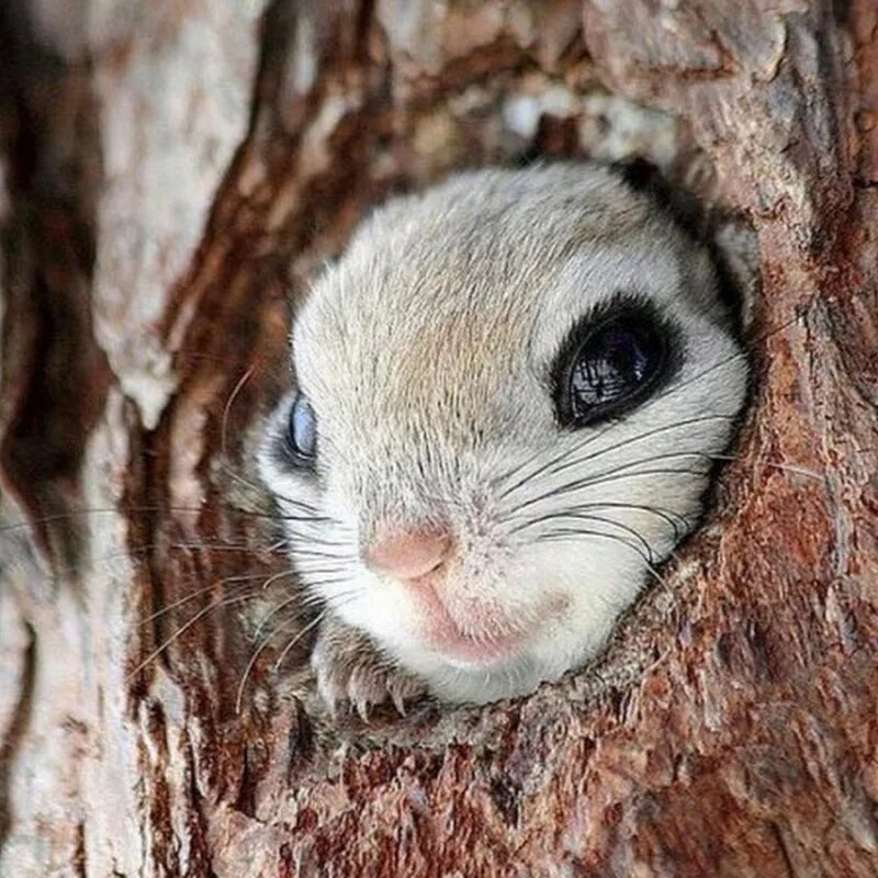 Обыкновенная летяга. Японская летяга момонга. Эдзо момонга (японская летяга). Летяга животное. Белка летяга момонга.