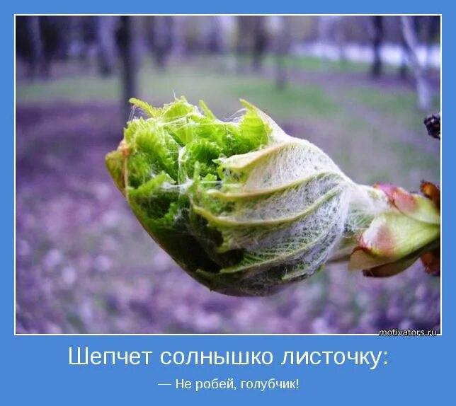 Почки, распускание листьев. Первые нежные листочки. Весенняя ветка. Распускаются почки на деревьях. Весенний фон для рабочего стола.