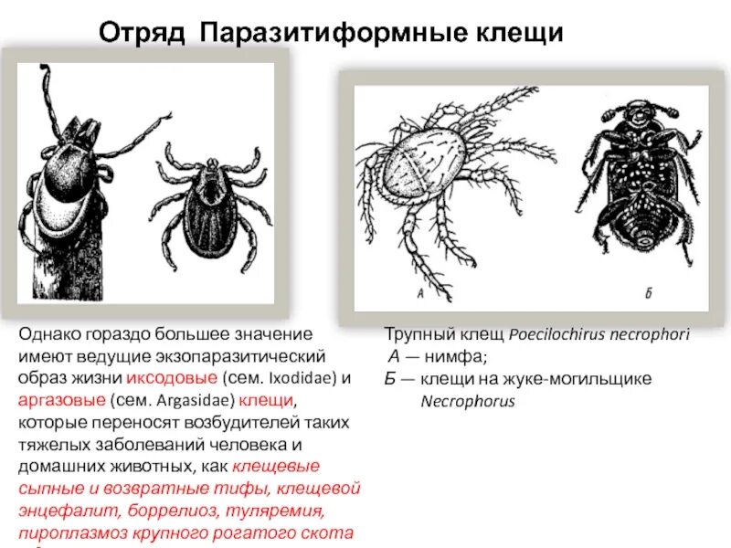 К классу паукообразных относится чесоточный клещ. Представитель отряда акариформные клещи. паразитиформные клещи строение. отряд паразитиформные клещи внешнее строение. особенности паразитиформных клещей.