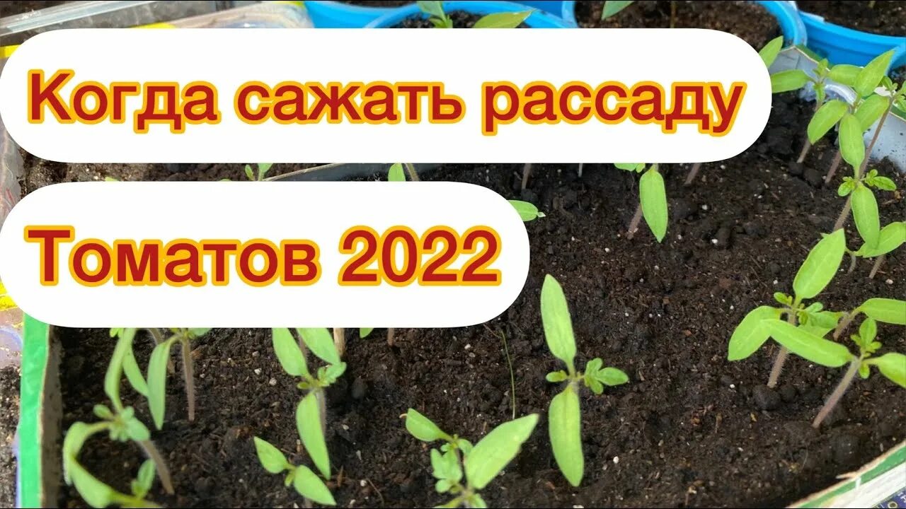 Сеем помидоры на рассаду. Когда сеять томаты на рассаду. Когда сеять томаты на рассаду в 2022 году. Когда сеять помидоры. Сеем помидоры на рассаду видео