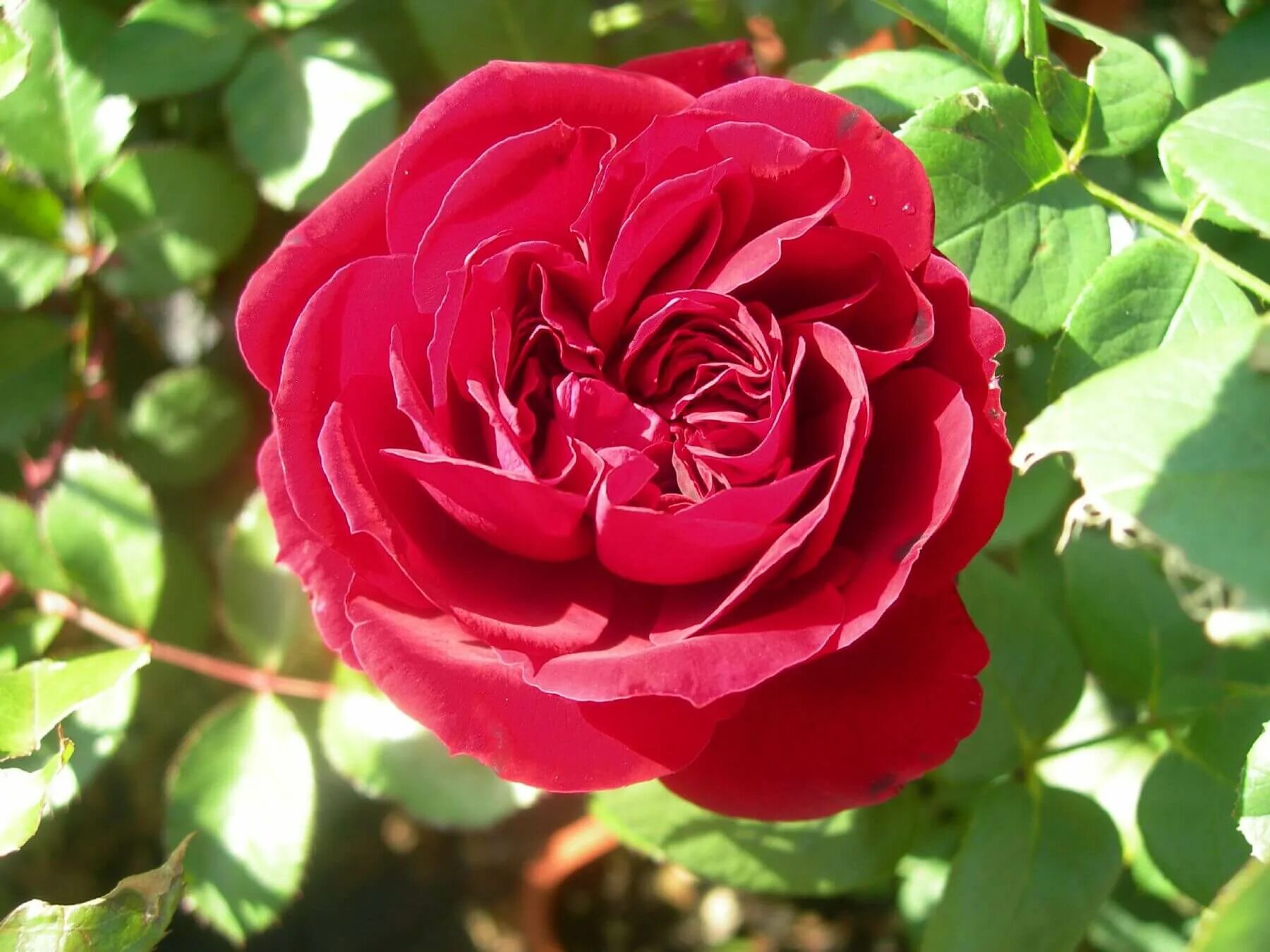 розы ренессанс описание