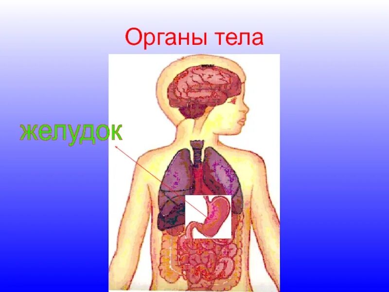 Организм человека. Тело человека органы. Модель внутреннего строения человека. Макет тела человека с органами.