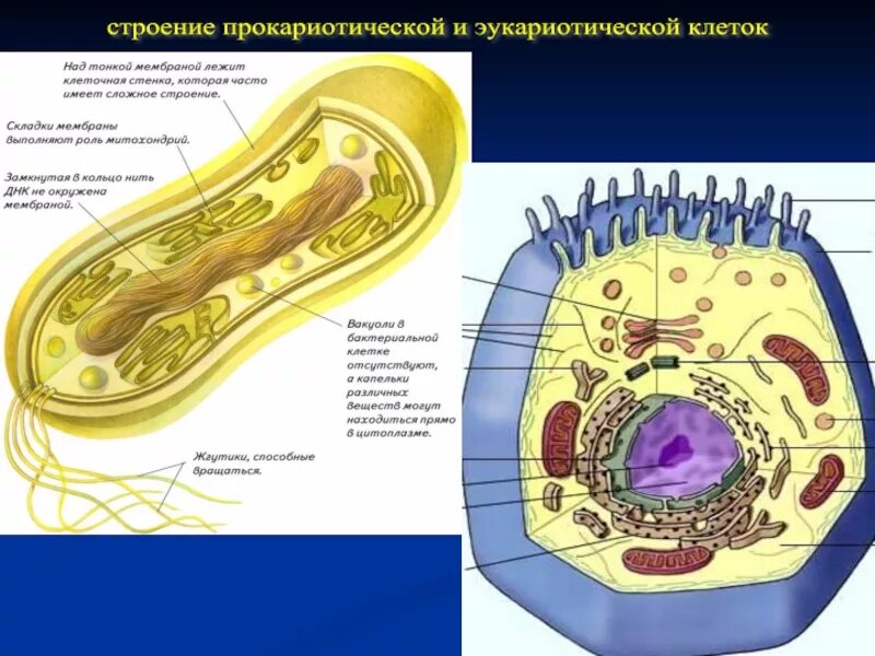 Организации эукариотической клетки. Строение эукариотической клетки бактерии. Прокариотическая и эукариотическая клетка. Строение бактерий эукариот. Строение эукариотической клетки и прокариотической клетки.