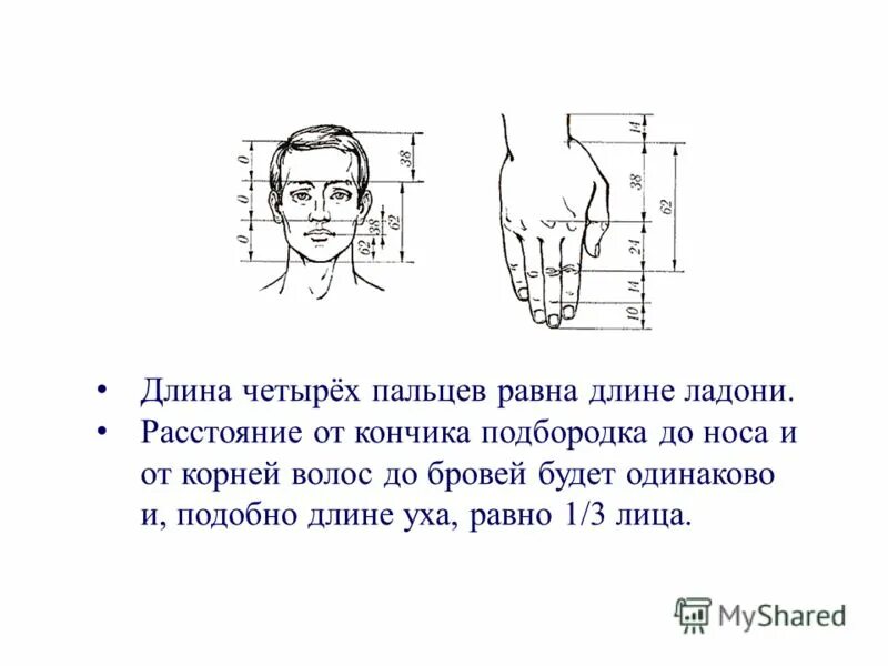 Длина жалко. Длина уха равна длине носа. Золотое сечение подбородок. Длина ладони и лица. Как измерить длину носа.