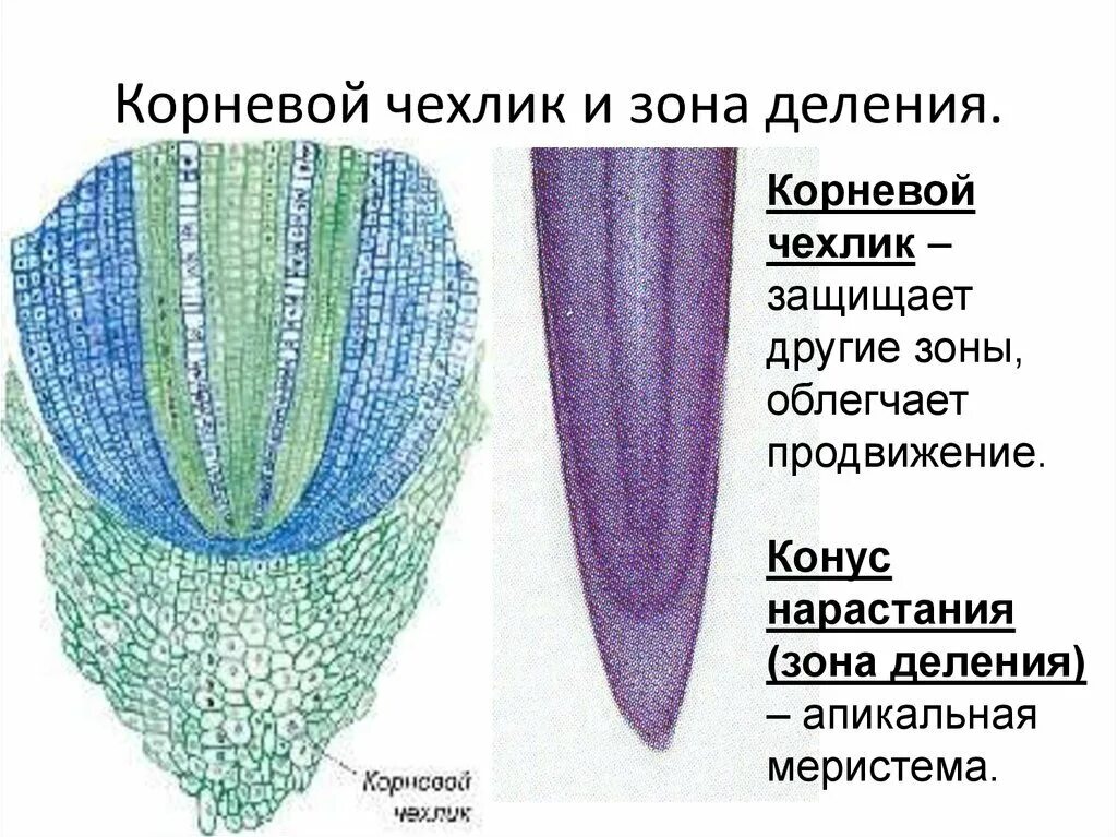 Чехлик корня функции. Корневой чехлик зона деления. образовательная ткань корня чехлик. кончик корня корневой чехлик. из чего состоит корневой чехлик биология 6 класс.