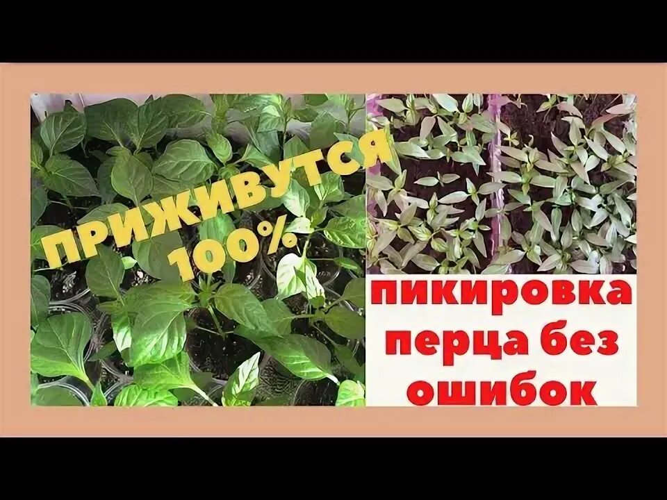 Посев перца без пикировки. Пикировка рассады. Посеять перец без пикировки. Когда пикировать перец после всходов. Можно ли сажать перец без пикировки.