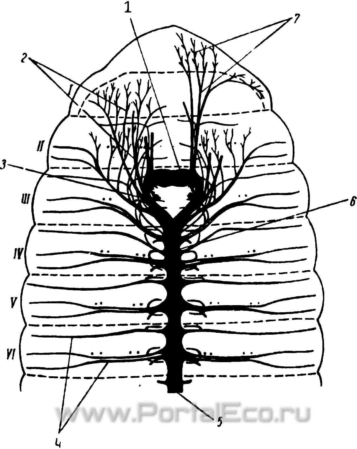 Спинная сторона червя. Нервная система дождевого червя. Нервная система червя. Нервнаятсистема дождевого червя. Нервная система дождевого червя рисунок.