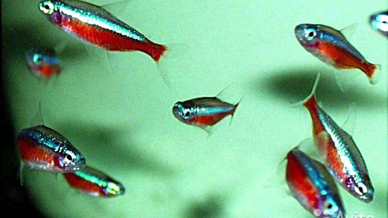Неончики аквариумные рыбки. Неоны самки и самцы. Неон черный (hyphessobrycon herbertaxelrodi). Неоны рыбки аквариумные как отличить самку от самца. Неон голубой вуалевый.