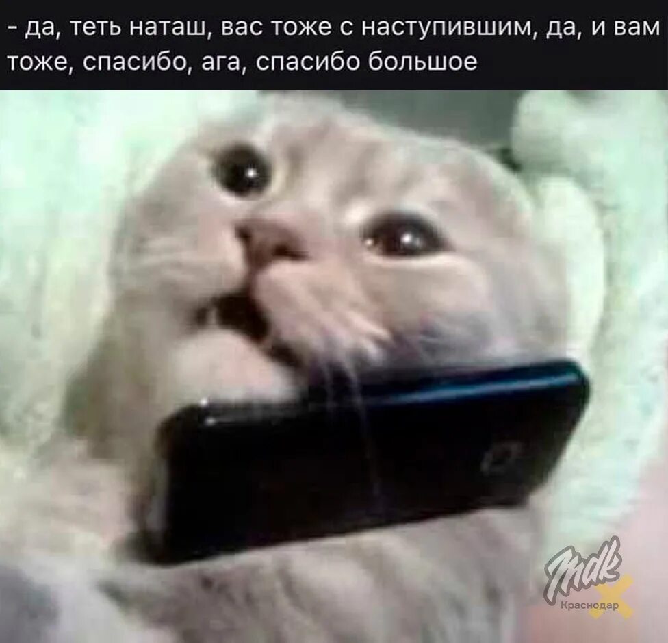 Кот говорит алло. Котенок с телефоном. Котик с телефонной трубкой. Мемы котики с телефоном. Кот разговаривает по телефону.