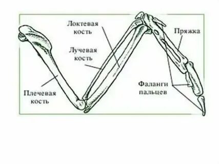 Пояса птиц
