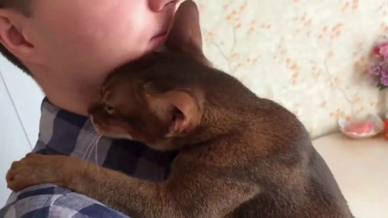 Кошки встречают хозяев. Кошка встречает хозяина. Встреча кота с хозяином. Кошка радуется возвращению хозяина. Кот встречает хозяина.