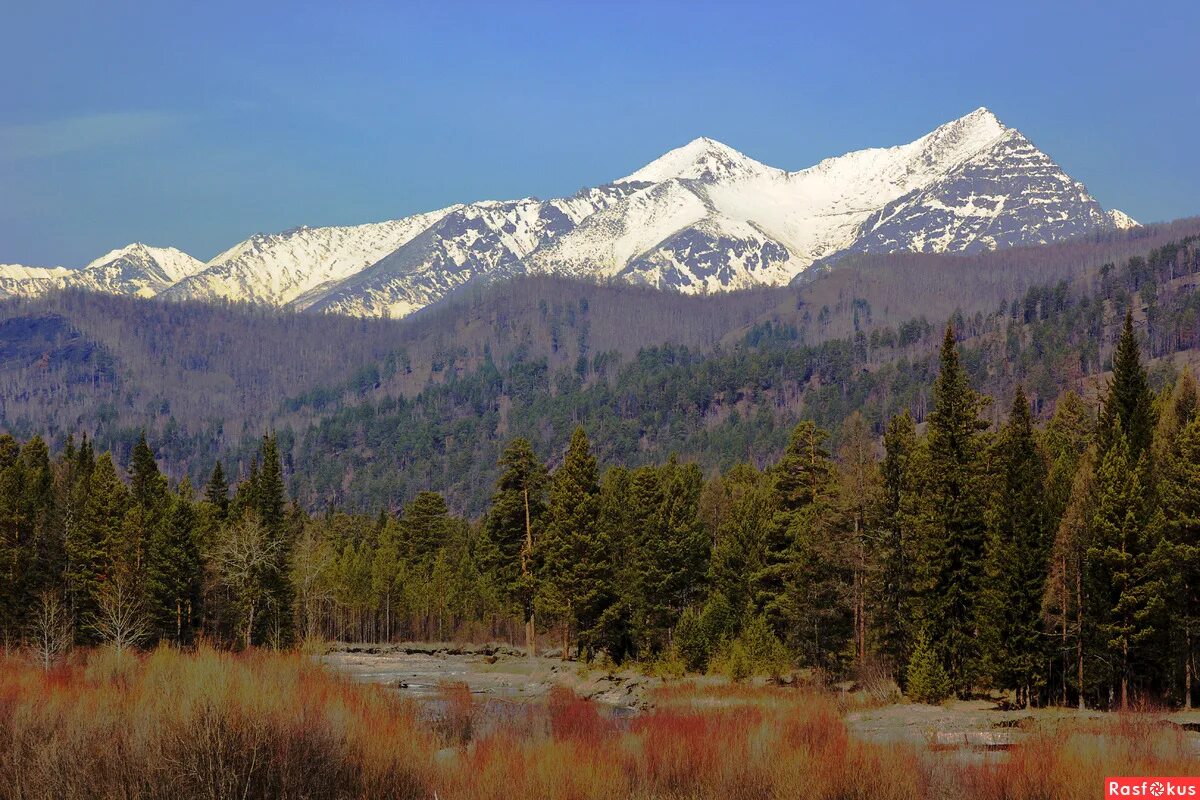 тайга бурятии. тайга бурятии. таежная бурятия. соболиные озера выдрино. субальпийский пояс баргузинского заповедника.