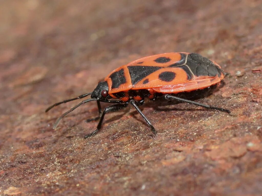 Красноклоп бескрылый ( клоп-солдатик) (Pyrrhocoris apterus). Жук пожарник клоп солдатик. Клоп красноклоп. Клоп-солдатик - Pyrrhocoris apterus (l.. Клоп солдатик описание