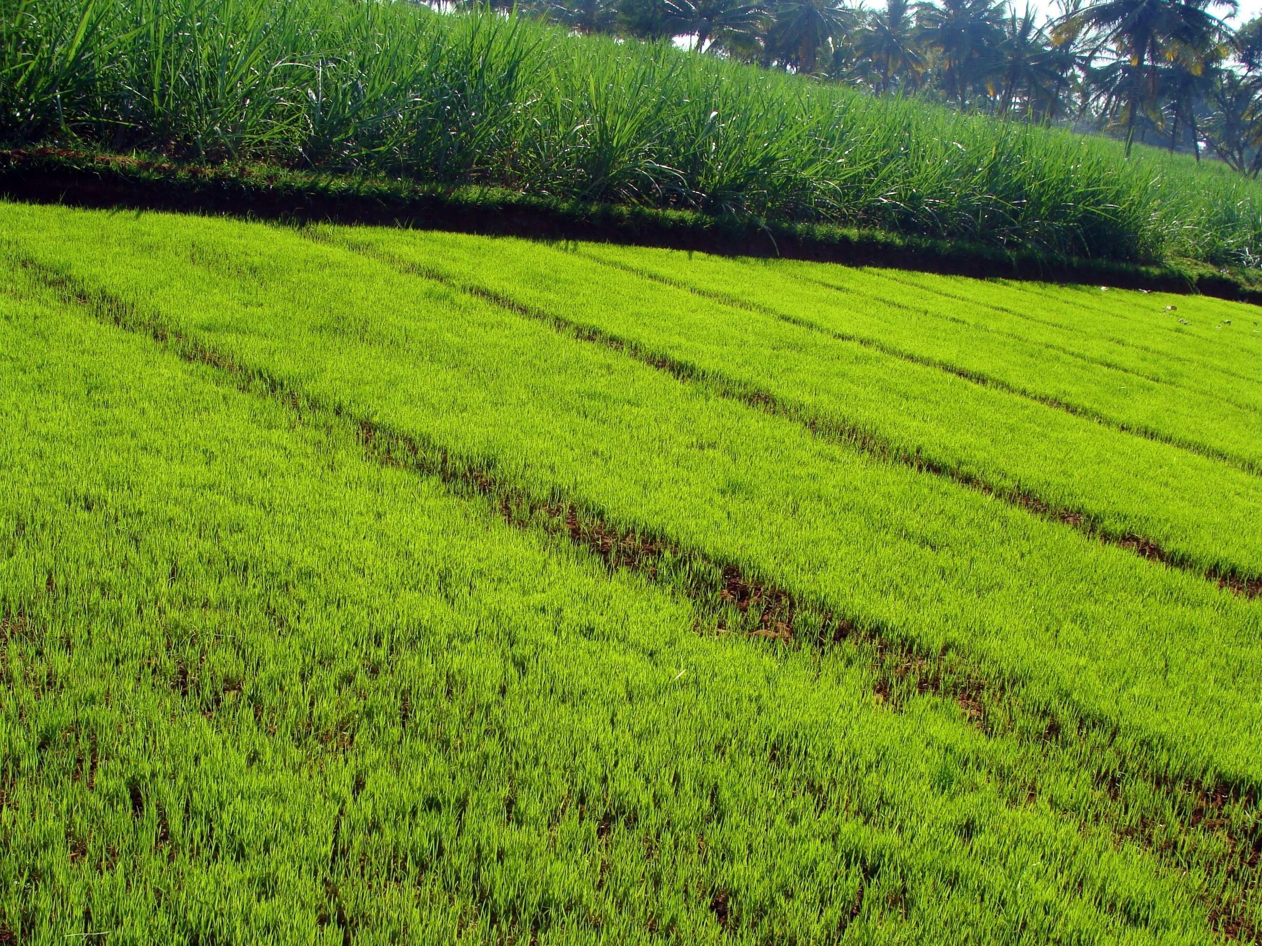 Natural farming. Сельское хозяйство Индии. Зеленые индийские Луга. Сидераты обои. Paddy Seeds.