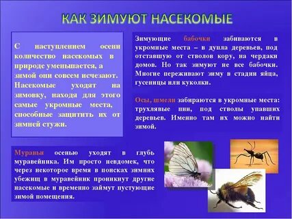 Почему насекомые
