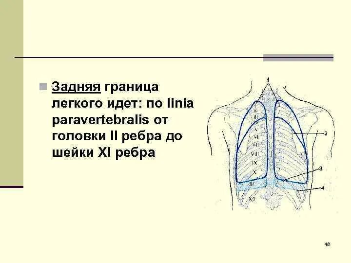 Границы легких. Границы легких анатомия. Задняя граница легких