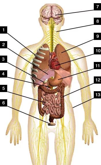 Органы человека расположение с надписями. Строение человека. Строение органов человека. Тело человека органы расположение. Анатомия строения человека внутренние органы.