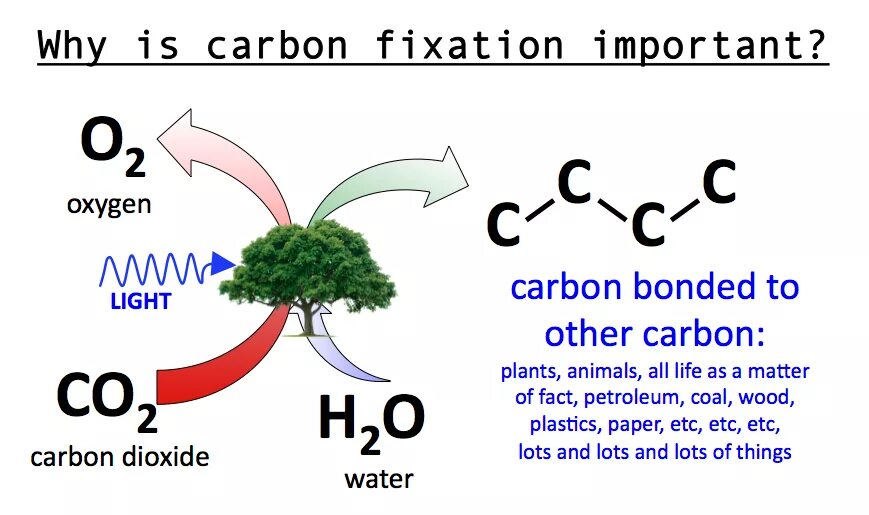 Carbon plants. Carbon dioxide fixation. Carbon fixation. Be - Carbon. Plant Carbon dioxide observation.