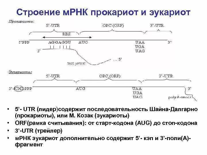 Структура ИРНК эукариот. Структура МРНК эукариот. Матричная РНК строение схема. Структура МРНК прокариот.