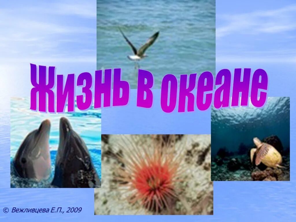 Урок 6 класс жизнь в океане. Жизнь в океане презентация. Презентация на тему жизнь в океане. Жизнь в океане 6 класс. Жизнь в океане 7 класс.