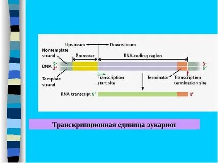 Геном эукариот характеризуется
