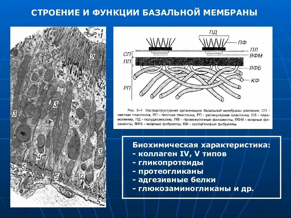 Базальная мембрана функции. Базальная мембрана эпителия. Строение базальной мембраны эпителия. Структура базальной мембраны. Светлая пластинка базальной мембраны.