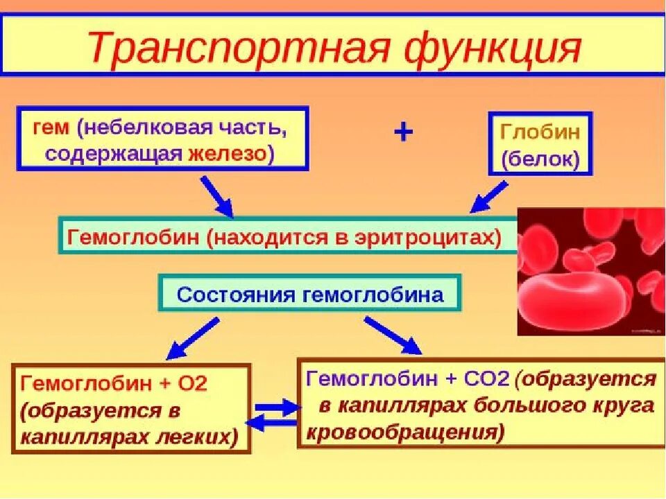 В чем проявляется транспортная функция. Функции гема. Транспортная функция гемоглобина. Гем функции. Функция небелковой части гема.