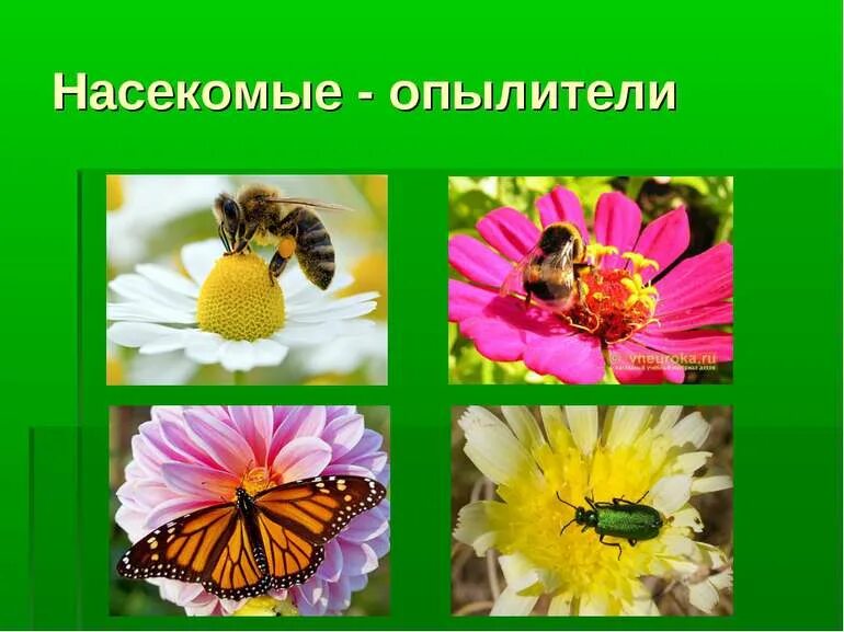 Какие насекомые не опыляют цветы