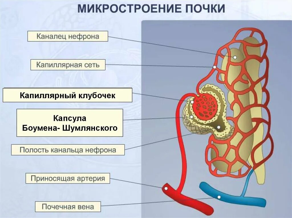 Строение почки биология 8 кл. Нефрон система анатомия. Нефрон мочевыделительной системы. Микроскопическое строение почки нефрон.