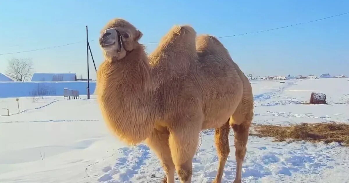Двугорбый верблюд в монголии. Двугорбый верблюд якутия. Верблюд. Зимние верблюды. Двугорбый верблюд якутия.
