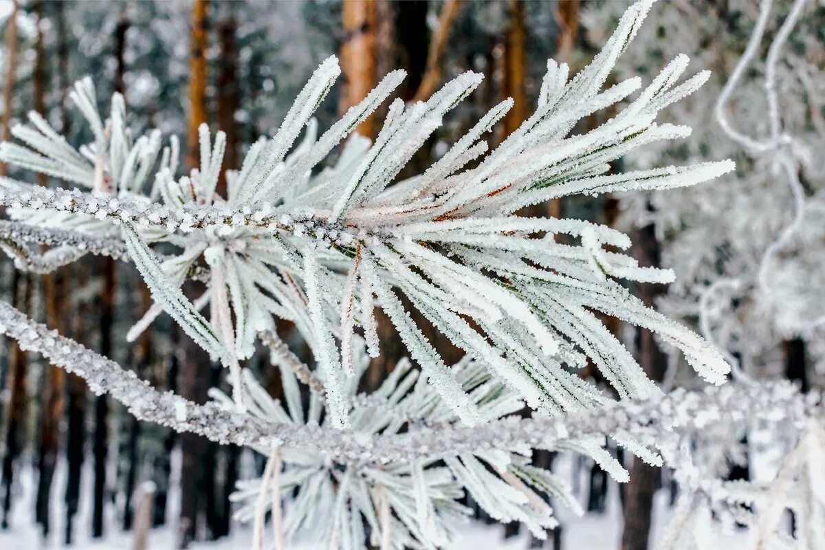 веточки в инее своими руками. как сделать иней на ветках своими руками. ветки в соли. украшение веток пенопластом. заснеженные веточки своими руками.