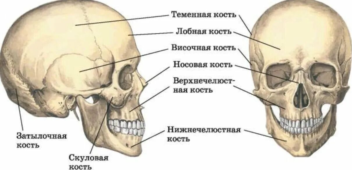 Череп человека 8 класс. Скелет черепа человека биология 8 класс. егэ биология строение скелета череп человека. строение скелета черепа 8 класс биология. кости черепа человека 8 класс биология.